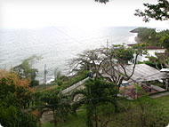 trees and bay